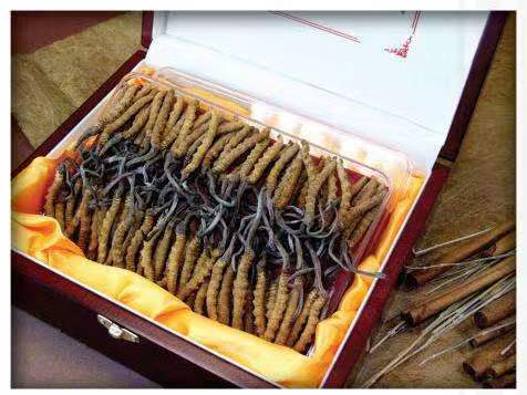 得荣冬虫夏草回收